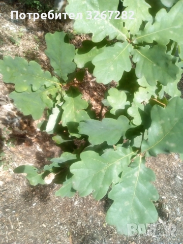 Дъб,Летен,Querca Robur,Разсад, снимка 11 - Разсади - 50499285