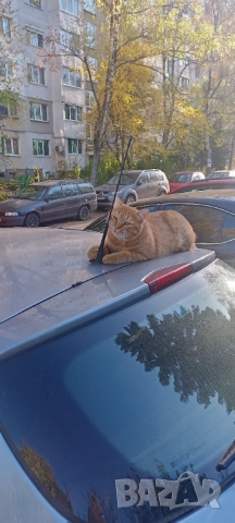 Мазета, Тавани и Дворове Почистване в София 