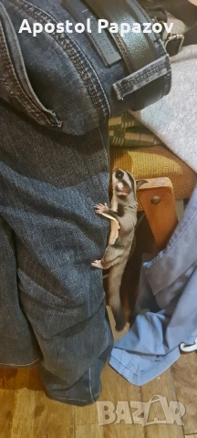 летяща катерица, снимка 3 - Други животни - 53630282