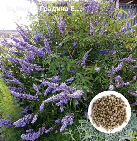 Дървото на Целомъдрието- Медоносно, снимка 4 - Градински цветя и растения - 49490353