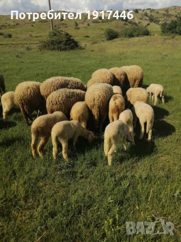 Продават се млади овце 12 бр, снимка 1