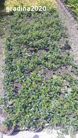 Японска дюля - Цидония  Налични 3 цвята, снимка 13 - Разсади - 41169718