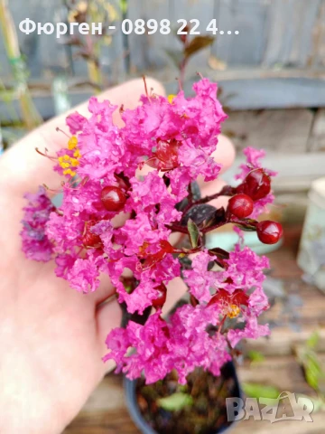 Индийски люляк Lagerstroemia indica Black Diamond Crimson red, снимка 4 - Разсади - 51236684