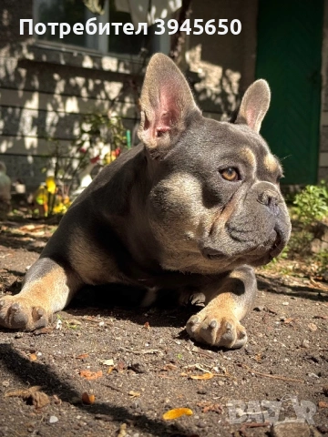 Мъжки френски булдог , снимка 3 - Френски булдог - 51872131