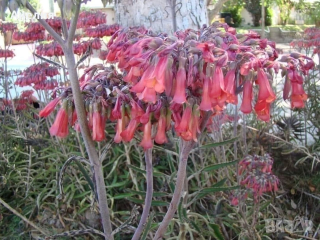 Каланхое лечебно хубави растения , снимка 2 - Стайни растения - 54219834