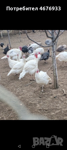 оплодени яйца и пуйки, снимка 3 - Кокошки и пуйки - 52967655