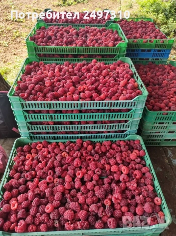 Продавам разсад малини , снимка 4 - Разсади - 53911198