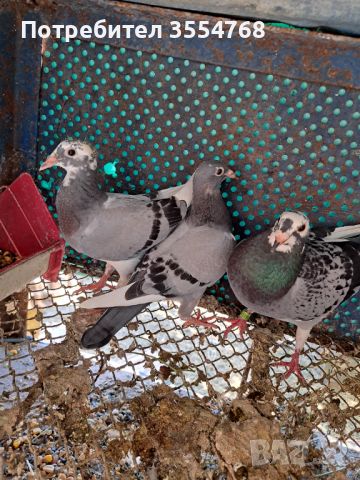 Продавам спортни гълъби , снимка 1 - Гълъби - 46434635