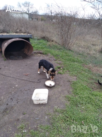Подарявам малки кученца!, снимка 8 - Други - 53638524