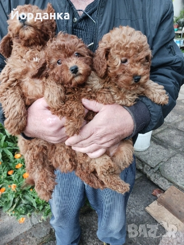 Пудел той, снимка 6 - Пудели - 52118275