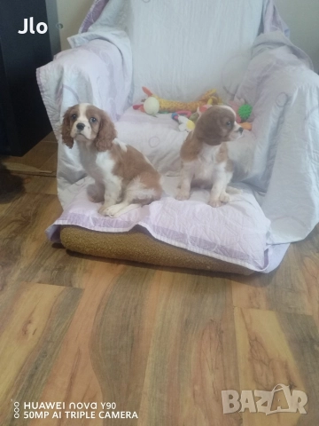 Кавалер кинг чарлз шпаньол , снимка 8 - Кавалер кинг чарлз шпаньол - 52411727