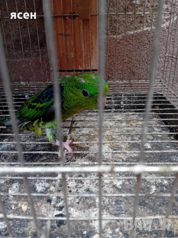 Продавам млади Аймари , снимка 3 - Папагали - 51954089