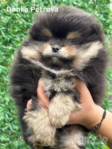 мини померан 