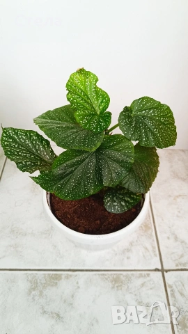 Бенджамин, Хлорофитум, Бегония, Женшен, Фикус , снимка 15 - Стайни растения - 41867611