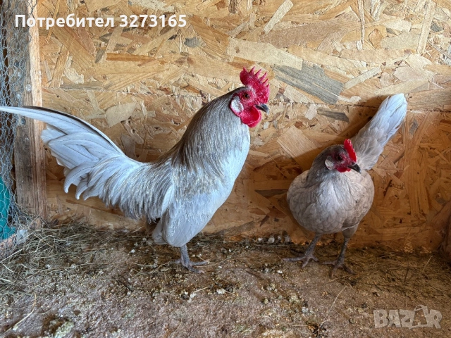 Чифт декоративни кокошки Холандски бантам , снимка 2 - Кокошки и пуйки - 53753314