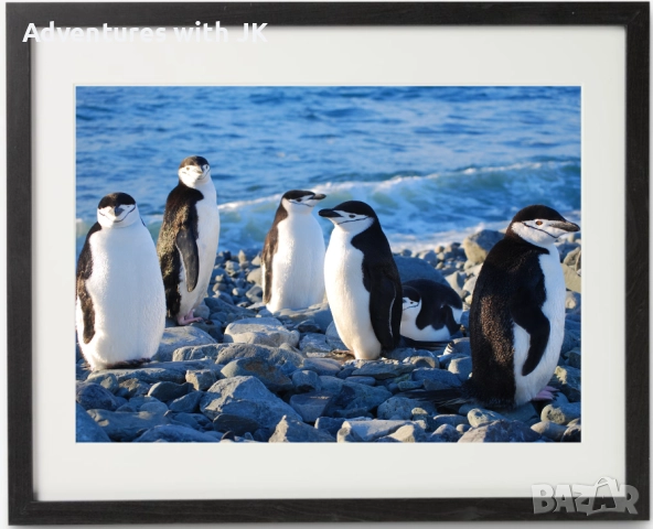 Авторски фотопринт "Пингвини полицаи в Антарктика" в черна рамка от MDF с паспарту с размер 40х50 см