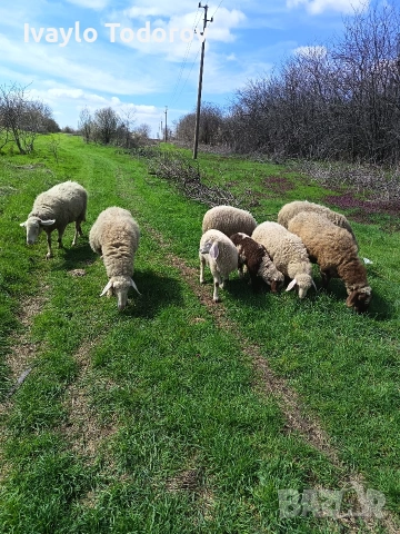 Три броя овце. , снимка 2 - Овце - 54149070