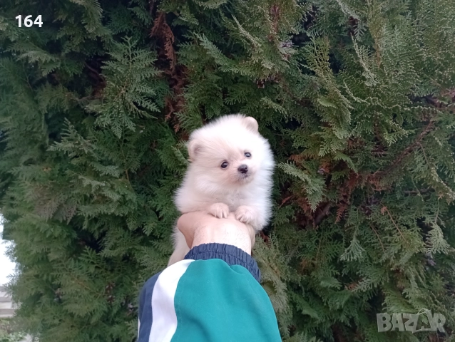 Померани. Реални снимки от 22.12.25, снимка 12 - Померан - 52809073