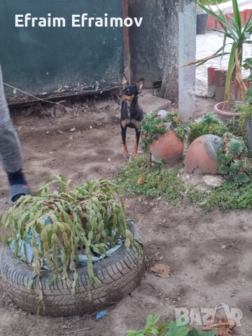 Пинчер на Мец 15 ден хубав със ваксини , снимка 4 - Пинчер - 54191943