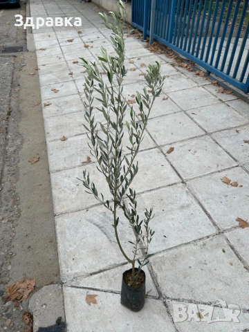 Маслина  ХАЛКИДИКИ(120-130см) 