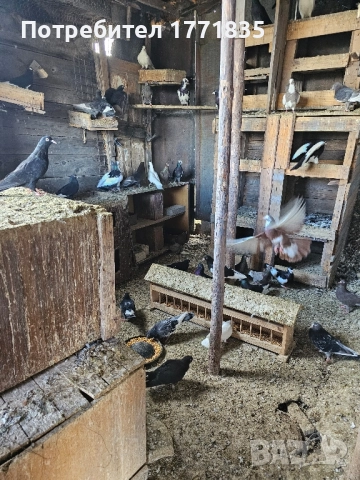 продавам гълъби на куп, снимка 10 - Гълъби - 49424583