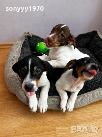 ДЖАК РЪСЕЛ ТЕРИЕР-ЖЕНСКО 1БР 0111251804, снимка 4 - Джак ръсел териер - 52257338