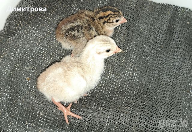 Токачета, снимка 2 - Кокошки и пуйки - 45615025