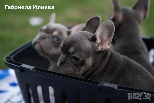 Чистокръвни френски булдочета, снимка 7 - Френски булдог - 52425579