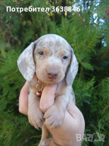 Мини дакел , снимка 8 - Дакели - 52327776