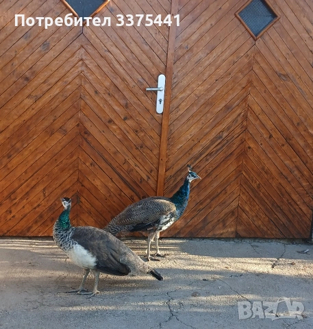 продавам чифт индийски пауни , снимка 4 - други­ - 53670595