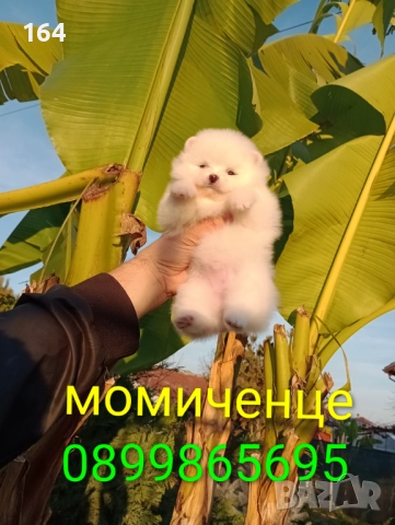 Померани. Момчета и момичета. Реални снимки!, снимка 4 - Померан - 52719520