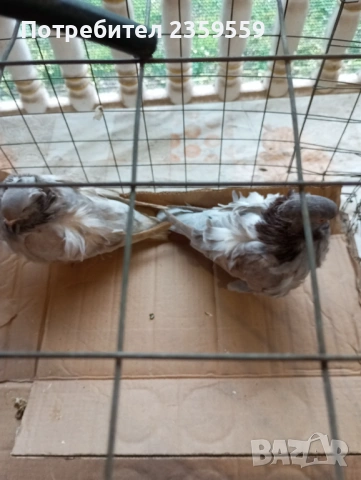  Китайски чайки , снимка 7 - Гълъби - 54053124