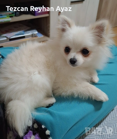 мини Померан Женско, снимка 5 - Померан - 53642493