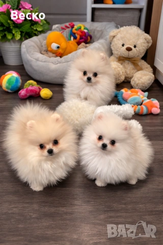 Померан мини мъжки , снимка 2 - Померан - 53731714