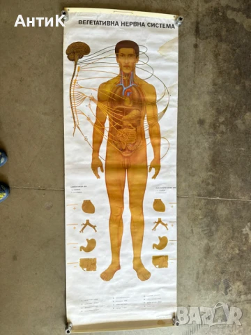 Соц Анатомични Медицински Учебни Плакати