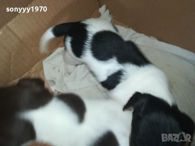 ПРОДАВАМЕ КУТРЕТА-ДЖАК РЪСЕЛ 250ЛВ ЗА 1БР 0309250738, снимка 5 - Джак ръсел териер - 51587007