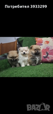 Померан мини померанчета, снимка 4 - Померан - 53930972