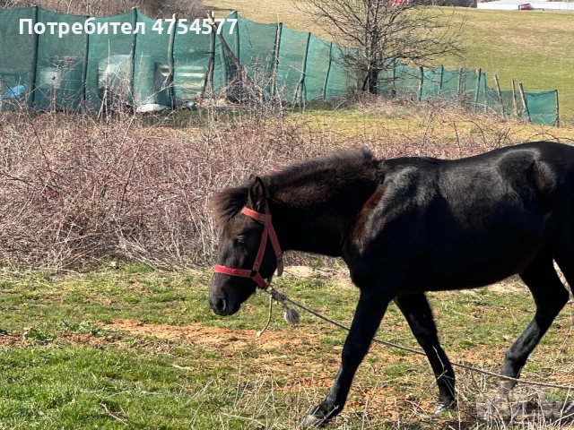 Каракачанска, снимка 2 - Коне - 53701803