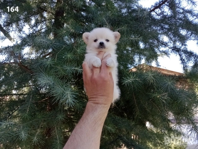 Мини Шпиц - Померан. , снимка 6 - Немски шпиц - 53807753