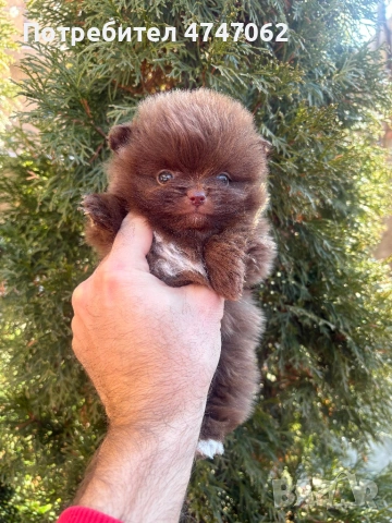 Померан мъжко, снимка 7 - Померан - 53637411