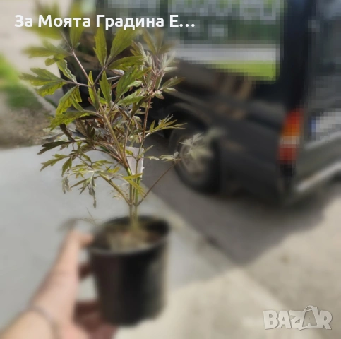 Черен Бъз - Sambucus nigra , снимка 6 - Градински цветя и растения - 53636100