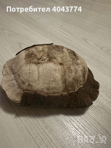 Черупка от костенурка, снимка 5 - Антикварни и старинни предмети - 45179696