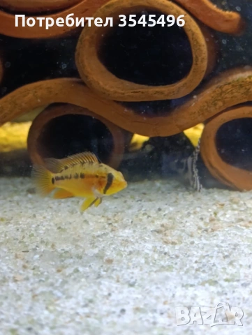 Апистограма Макмастери ред маск, снимка 3 - Рибки - 54003934