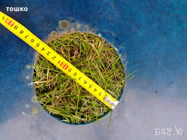 Тава за захарен памук , снимка 3 - Съдове за готвене - 51896297