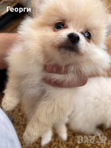 Продавам померанчета, снимка 3 - Померан - 53746809