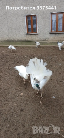 продавам пауни Сребърни ,арлекини ,индийски и Бели , снимка 3 - други­ - 53077552