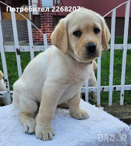 Labrador retriever puppies - Astorela kennel, снимка 5 - Лабрадор ретривър - 45256494