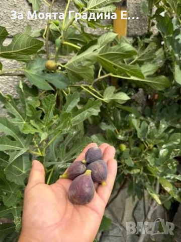 Смокиня - няколко сорта в обявата , снимка 3 - Градински цветя и растения - 53618952