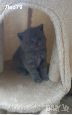 британска късокосместа 550лв , снимка 2 - Британска късокосместа - 52842750