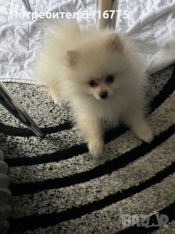 Померан 4-месеца, снимка 3 - Померан - 53490971